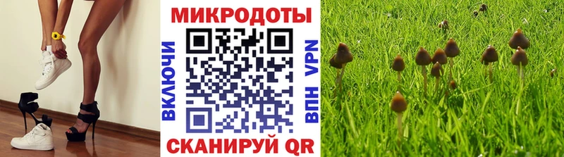 Псилоцибиновые грибы Psilocybe  Ноябрьск 